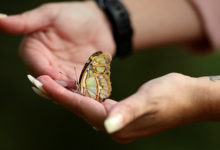 Фото - Британцы обеспокоились количеством бабочек: Климат и экология: Среда обитания
