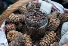 Фото - Ценам на орехи и грибы в России пообещали рост
