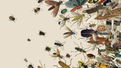 Фото - Что произойдет с планетой, если все насекомые исчезнут?