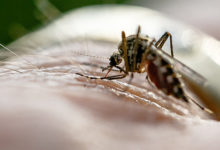 Фото - Глобальное потепление сделало комаров опаснее