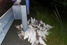 Фото - Из-за голубей, выпавших из грузовика, пришлось перекрывать автомагистраль