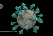 Фото - Как коронавирус заражает клетки и почему вариант Дельта такой опасный?