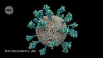 Фото - Как коронавирус заражает клетки и почему вариант Дельта такой опасный?