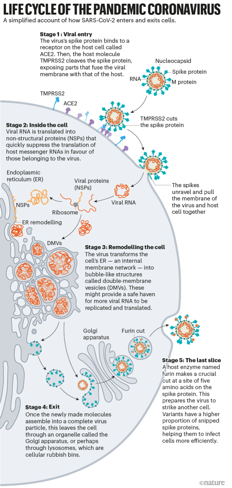Как коронавирус заражает клетки и почему вариант Дельта такой опасный?