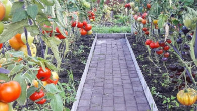 Фото - Как подвязать помидоры в теплице: 4 проверенных способа