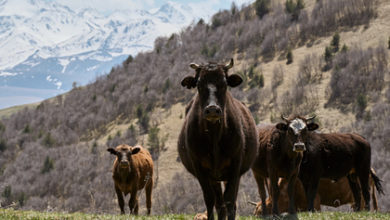 Фото - Коровьи желудки помогут решить одну из главных проблем человечества: Климат и экология: Среда обитания