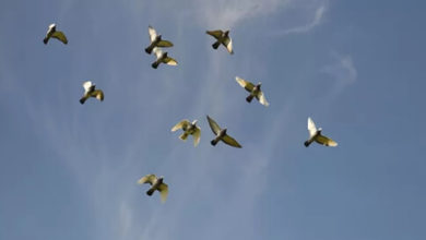 Фото - Любители голубиных гонок недосчитались большого количества птиц