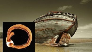Фото - Почему корабельные черви — одни из самых загадочных животных в мире?