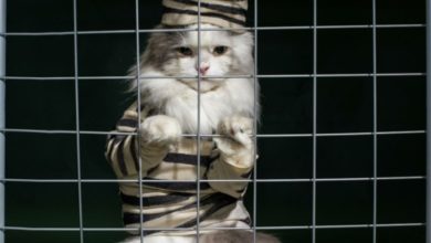 Фото - Почему в Австралии запрещают выпускать кошек на улицу?