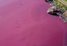 Фото - Почему вода в Аргентине окрасилась в розовый цвет?