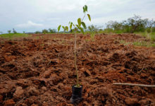 Фото - Посадку деревьев ради климата назвали бессмысленной: Климат и экология: Среда обитания