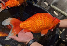 Фото - Разросшиеся золотые рыбки причиняют немало неприятностей экологам