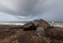 Фото - Сотни трупов отравленных животных усеяли берег Индийского океана: Климат и экология: Среда обитания