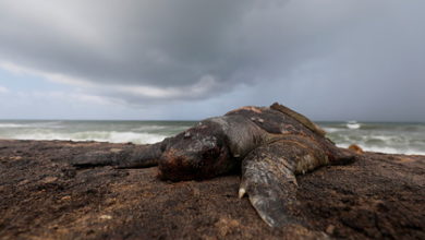 Фото - Сотни трупов отравленных животных усеяли берег Индийского океана: Климат и экология: Среда обитания