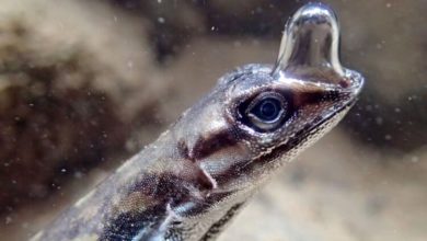 Фото - Тайна раскрыта: как ящерицы дышат под водой?