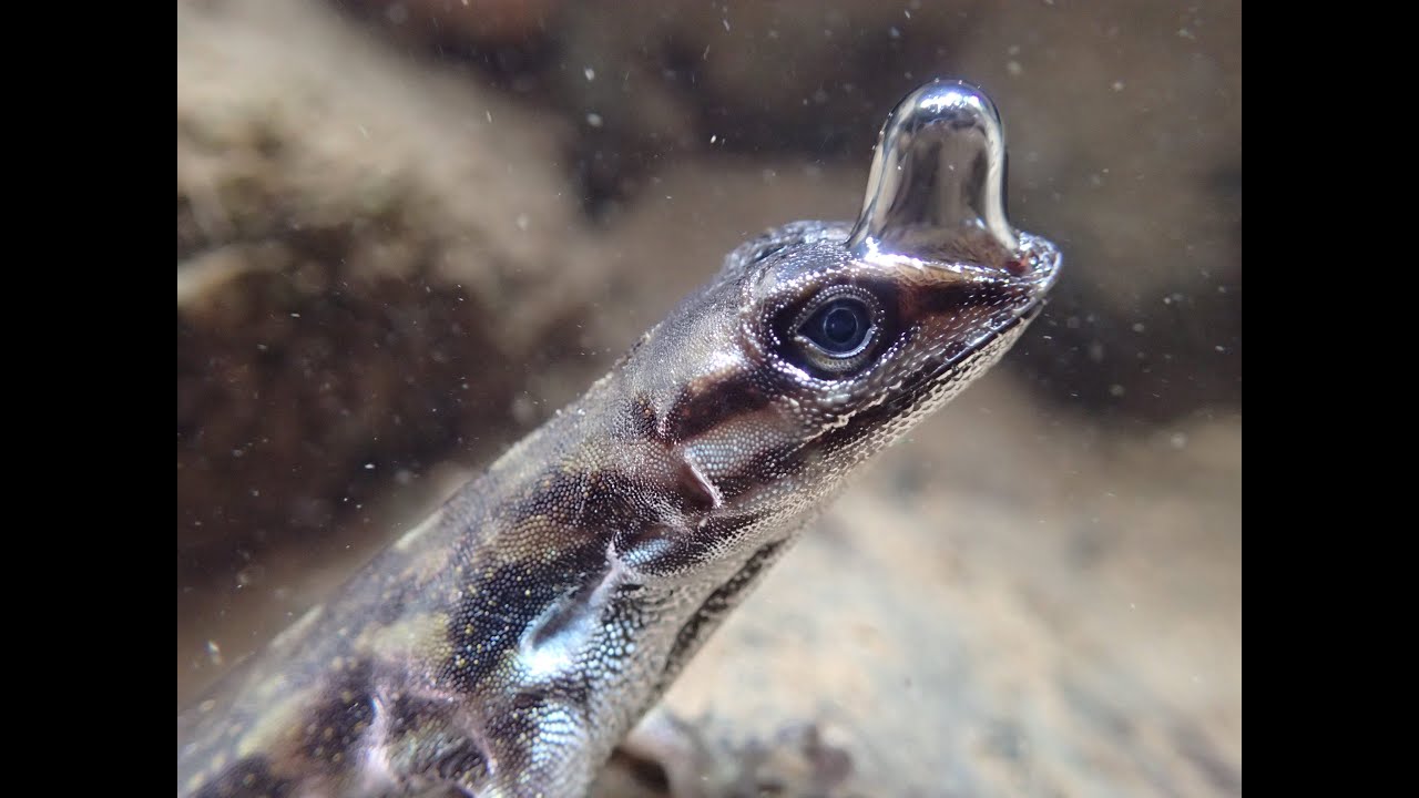 Тайна раскрыта: как ящерицы дышат под водой?