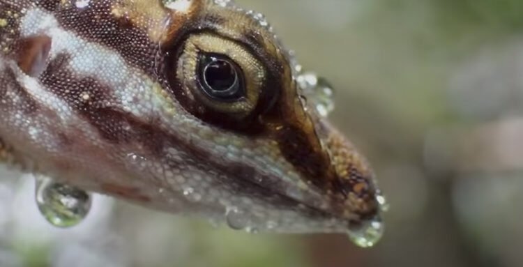 Тайна раскрыта: как ящерицы дышат под водой?