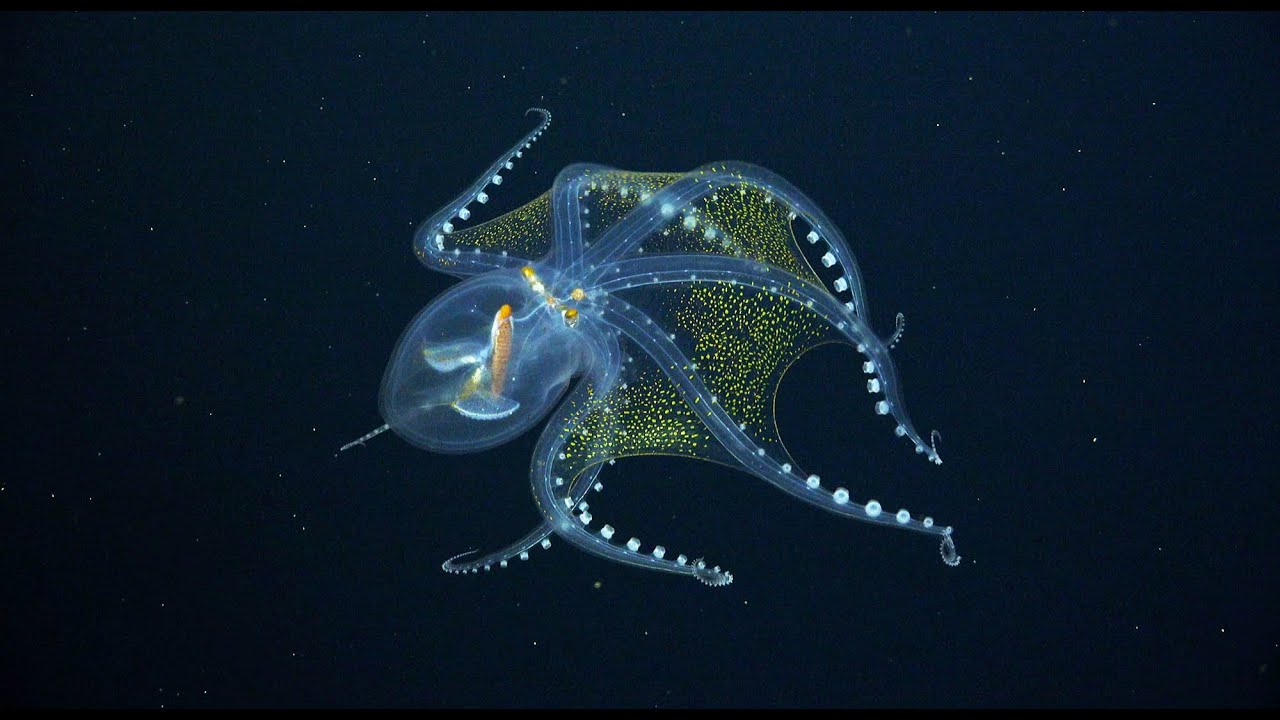 Ученые сняли на видео «стеклянного» осьминога: в животном мире ему нет аналогов