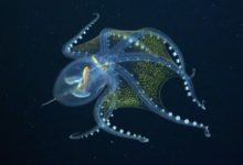 Фото - Ученые сняли на видео «стеклянного» осьминога: в животном мире ему нет аналогов