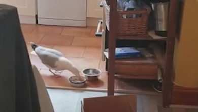 Фото - В кражах кошачьей еды, длившихся несколько месяцев, оказалась виновата чайка
