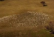 Фото - Чтобы отдать дань уважения покойной тёте, фермер нарисовал на земле сердце из овец