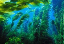 Фото - Чтобы спасти водоросли и атмосферу Земли, ученые искусственно разводят морских звезд