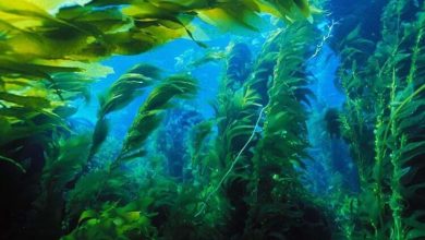 Фото - Чтобы спасти водоросли и атмосферу Земли, ученые искусственно разводят морских звезд