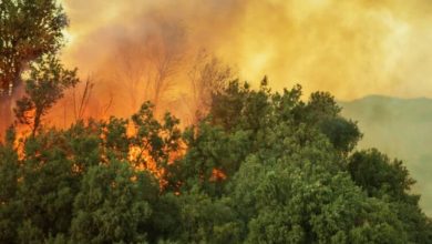 Фото - Дым от лесных пожаров повышает смертность от Covid-19