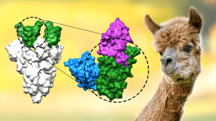 Как альпаки спасут мир от коронавируса благодаря немецким ученым