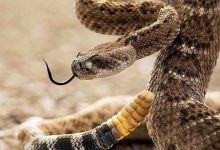 Фото - Как гремучая змея обманывает мозг человека, заставляя думать, что находится рядом