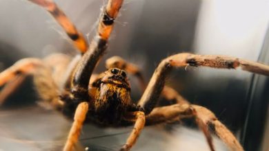 Фото - Каких ядовитых пауков и змей можно встретить в Подмосковье