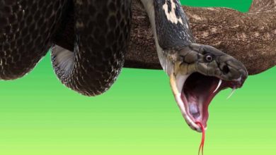 Фото - Клыки древних змей не были опасными. Как в них появился яд?