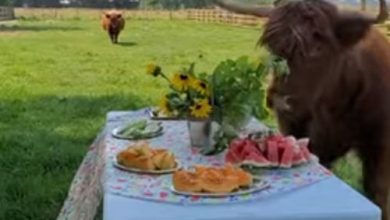 Фото - Коровы по достоинству оценили фруктовый пикник