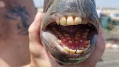 Фото - Люди обсуждают рыбу с полным ртом человеческих зубов