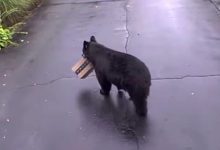 Фото - Медведь позарился на чужую посылку с туалетной бумагой