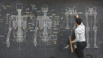 Фото - Молодой преподаватель прославился благодаря анатомическим рисункам на доске