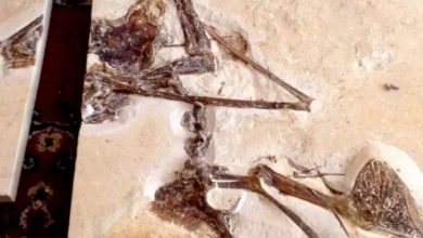 Фото - Найденная благодаря полиции окаменелость раскрыла секреты доисторических летающих рептилий