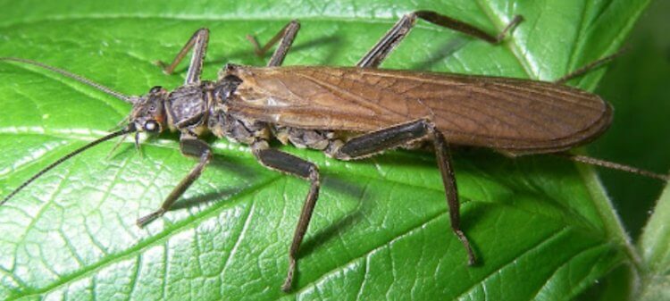 Почему насекомые Новой Зеландии начали быстро эволюционировать?