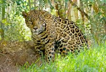 Фото - Посетительница зоопарка хотела полюбоваться на ягуаров, но испытала лишь огорчение