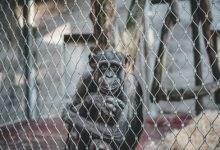 Фото - Посетительницу зоопарка не пускают к шимпанзе, с которым у неё возникла близкая дружба