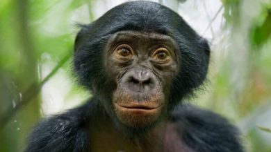 Фото - Правила этикета у обезьян: как они здороваются и прощаются?