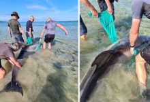 Фото - Спасатели помогли дельфину, очутившемуся на мелководье