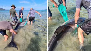 Фото - Спасатели помогли дельфину, очутившемуся на мелководье