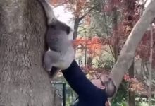 Фото - Упавший с дерева детёныш коалы воссоединился с мамой