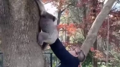 Фото - Упавший с дерева детёныш коалы воссоединился с мамой