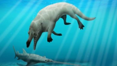 Фото - В Египте найдены кости древнего кита с четырьмя лапам