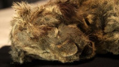 Фото - В Якутии найдены останки пещерного львенка возрастом 28 000 лет