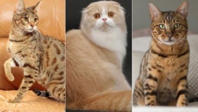 Фото - 7 типов личности кошек: какой характер у вашего животного?
