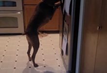 Фото - Чтобы утолить жажду, умному псу нужна не миска с водой, а холодильник