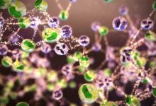 Фото - Иммунные клетки ловят бактерии ДНК-сетями и скармливают их другим клеткам